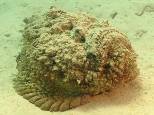 Sinansea Verucosa